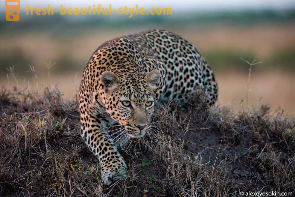 Leopard Lov