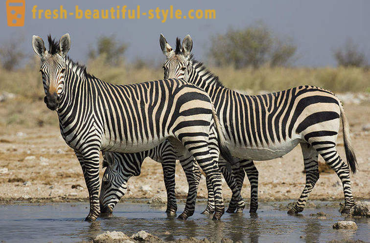 Kakšne barve je zebra in zakaj ona trakovi