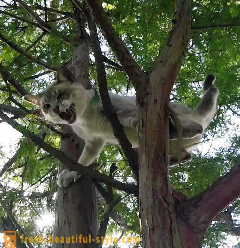 Ameriški upokojenci, plezanje drevesa, reši mačke