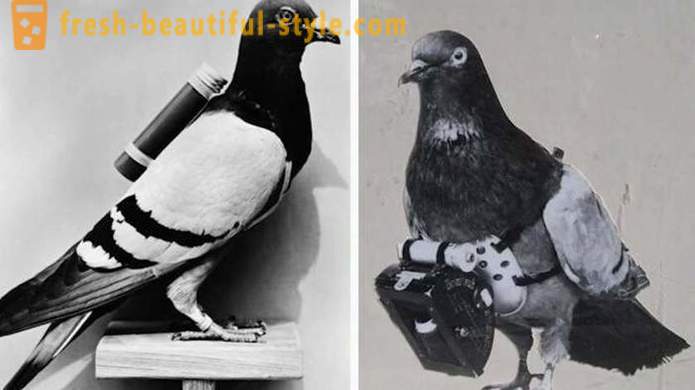 Zanimivosti iz zgodovine goloba