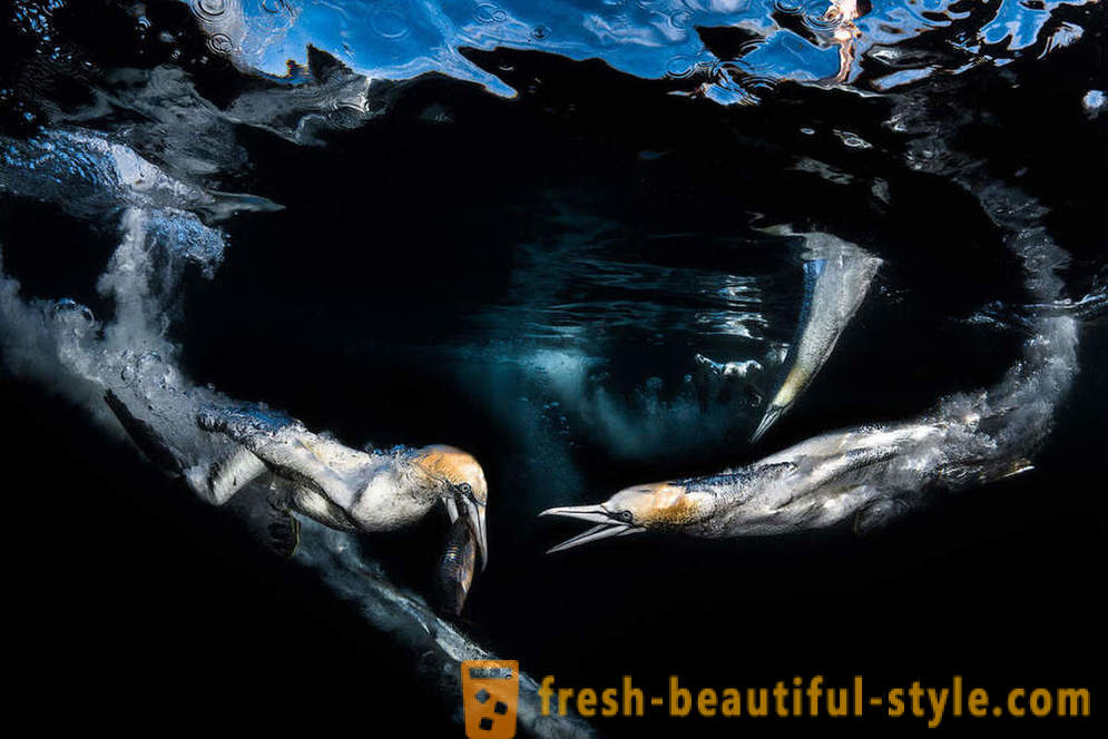 Neverjetno posnetki zmagovalcev podvodni fotografski natečaj