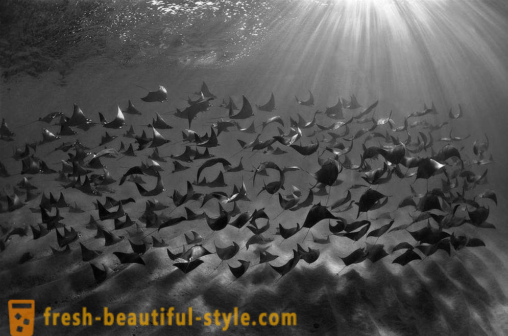 Neverjetno posnetki zmagovalcev podvodni fotografski natečaj