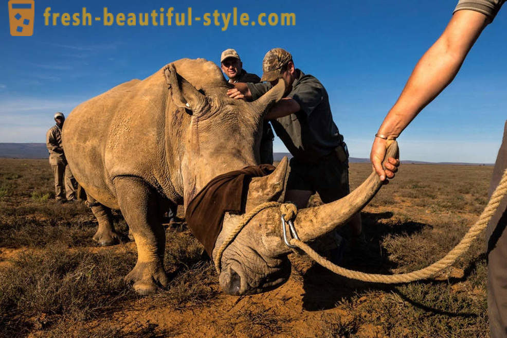 Fotorassledovanie: Lov za nosorogov rog