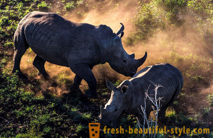 Fotorassledovanie: Lov za nosorogov rog