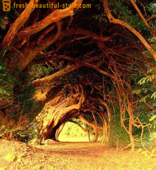 Večina zanimive tuneli iz dreves