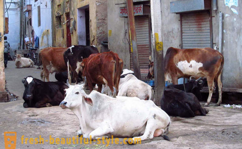 Potepuške krave - eden od problemov indijskih