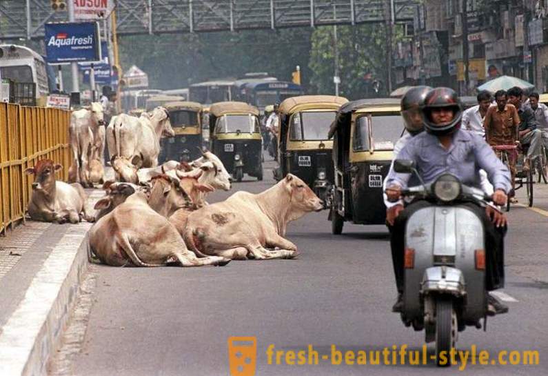 Potepuške krave - eden od problemov indijskih