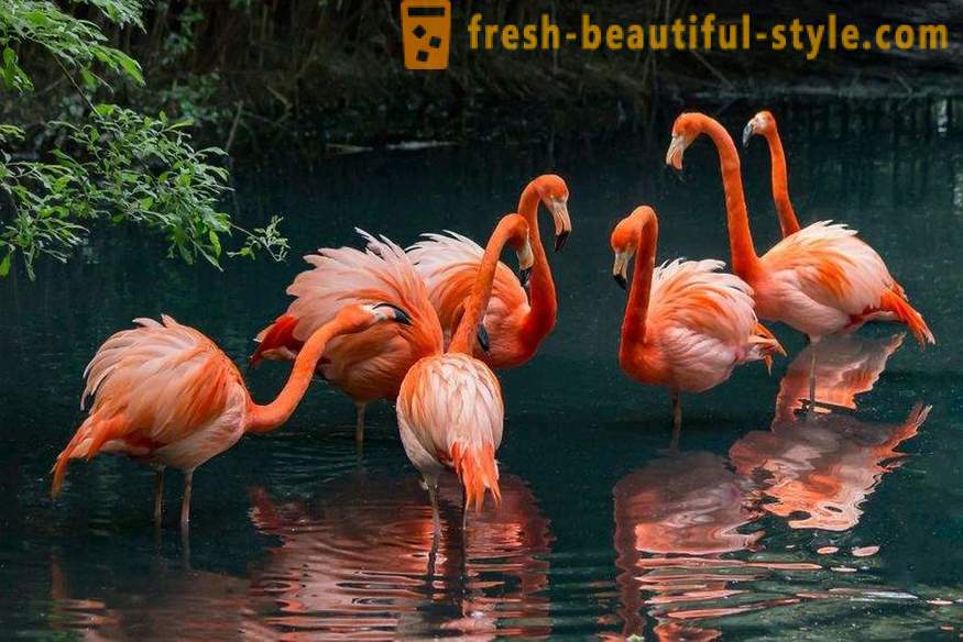 Flamingo - nekateri izmed najstarejših vrst ptic