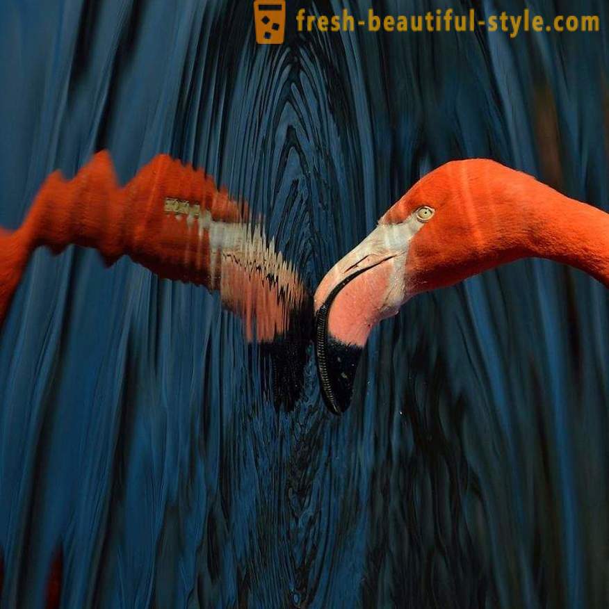 Flamingo - nekateri izmed najstarejših vrst ptic