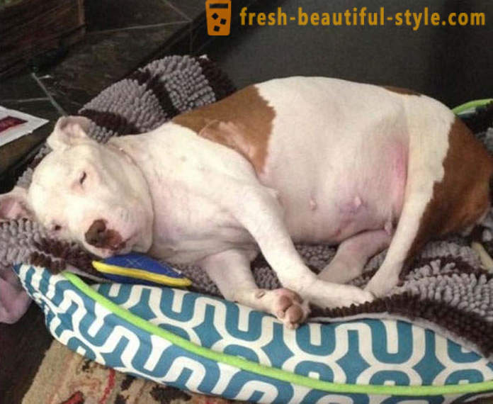 Dying pit bull: Žalostna zgodba s srečnim koncem