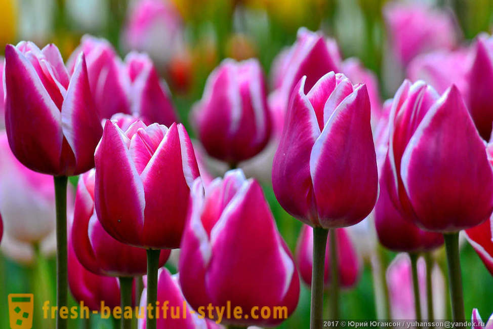 Lepota Krimsko tulipani v Nikitsky vrtu