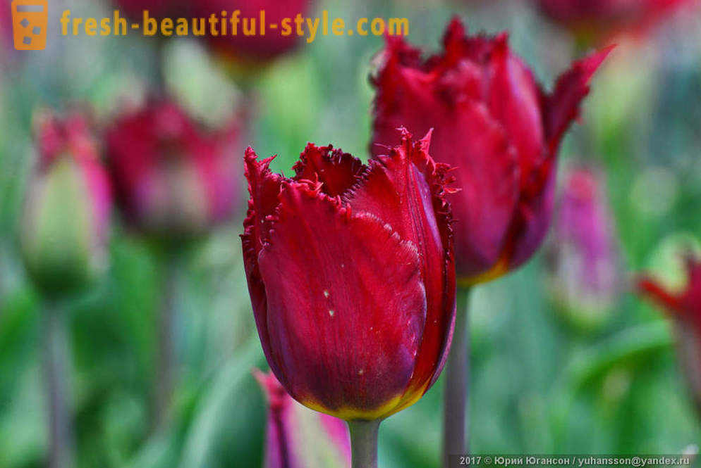 Lepota Krimsko tulipani v Nikitsky vrtu