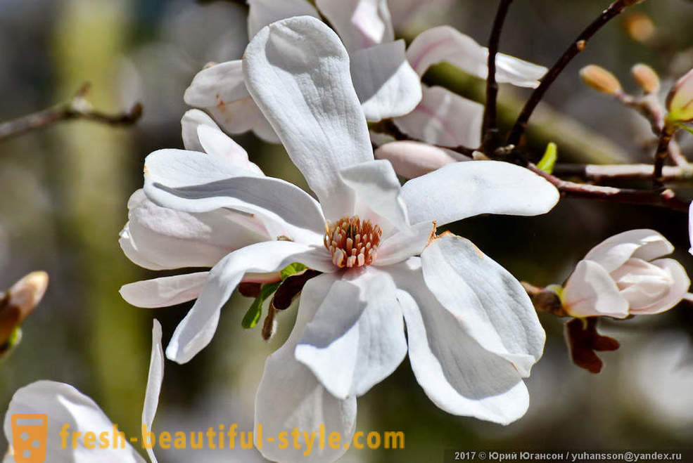 Lepe cvetoče magnolije Krimski