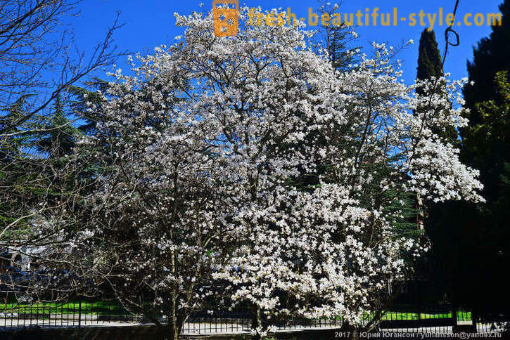 Lepe cvetoče magnolije Krimski