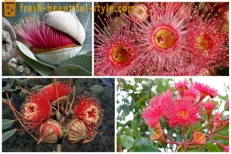 Cvetoče evkaliptus in drugih naravnih čudes