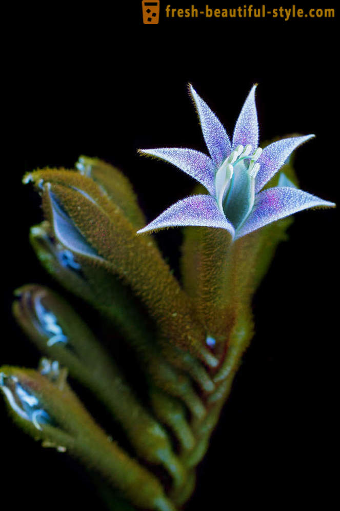 Osupljive fotografije cvetja, osvetljen z ultravijolično svetlobo