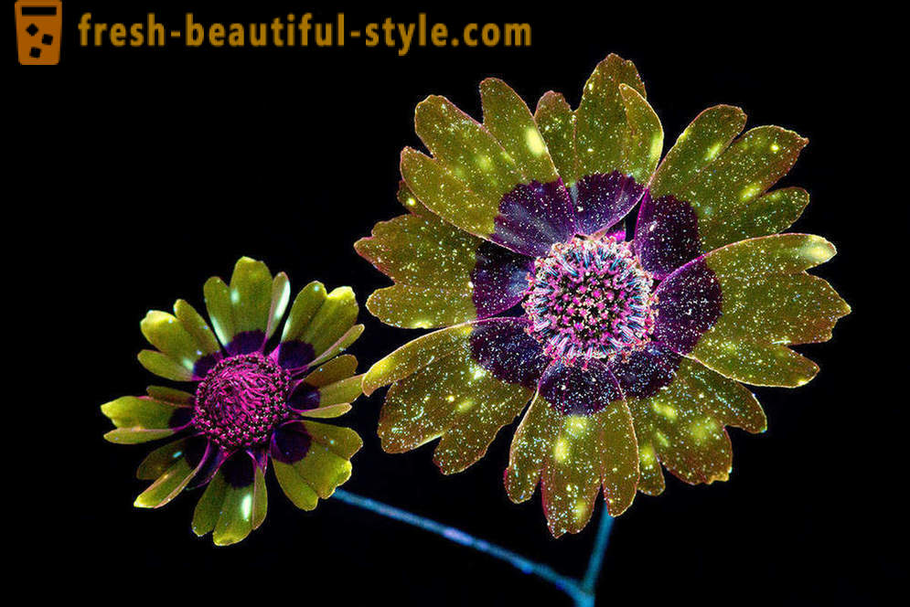 Osupljive fotografije cvetja, osvetljen z ultravijolično svetlobo