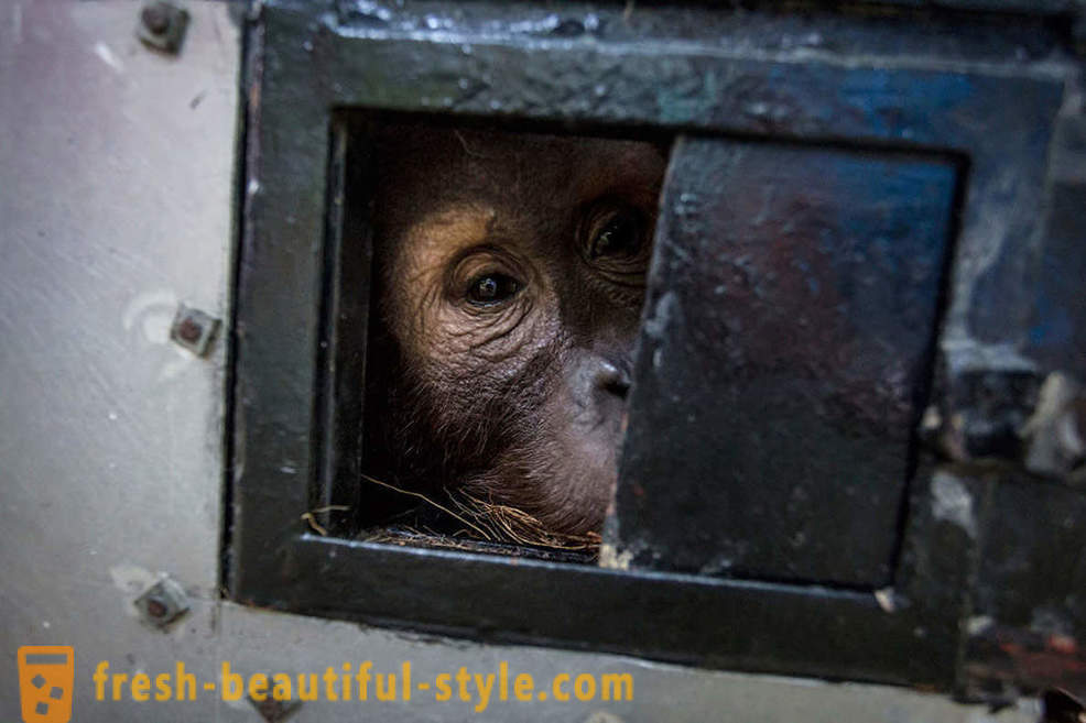 Orangutana v Indoneziji
