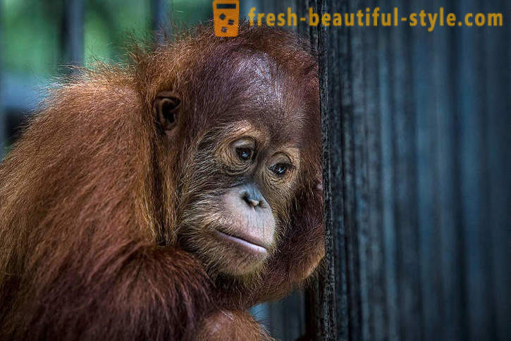 Orangutana v Indoneziji