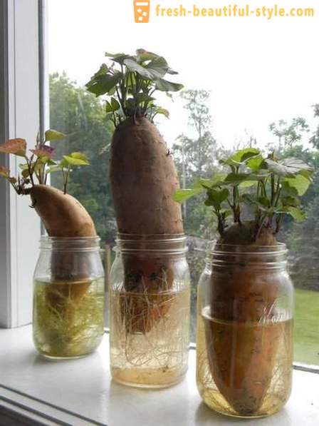 15 rastlinski pridelki, ki se lahko gojijo na okensko polico doma