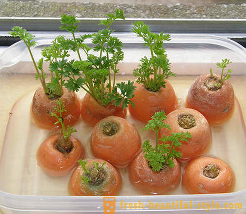 15 rastlinski pridelki, ki se lahko gojijo na okensko polico doma