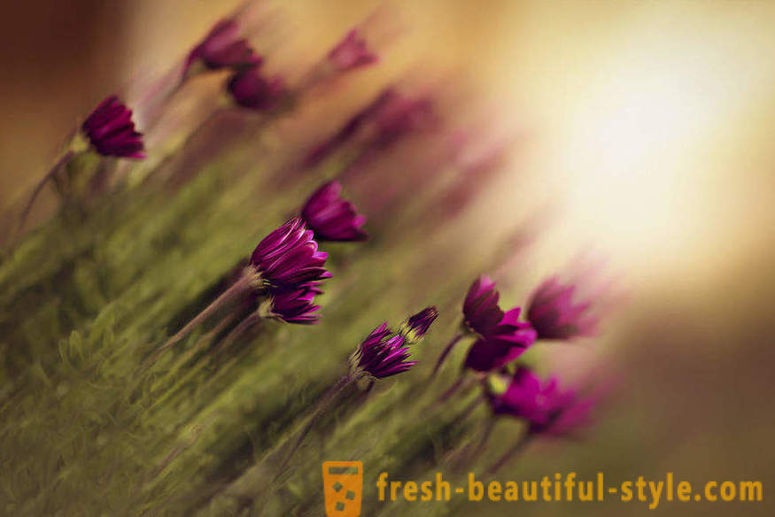 Lepota cvetja v makro fotografiji. Lepe slike cvetja.