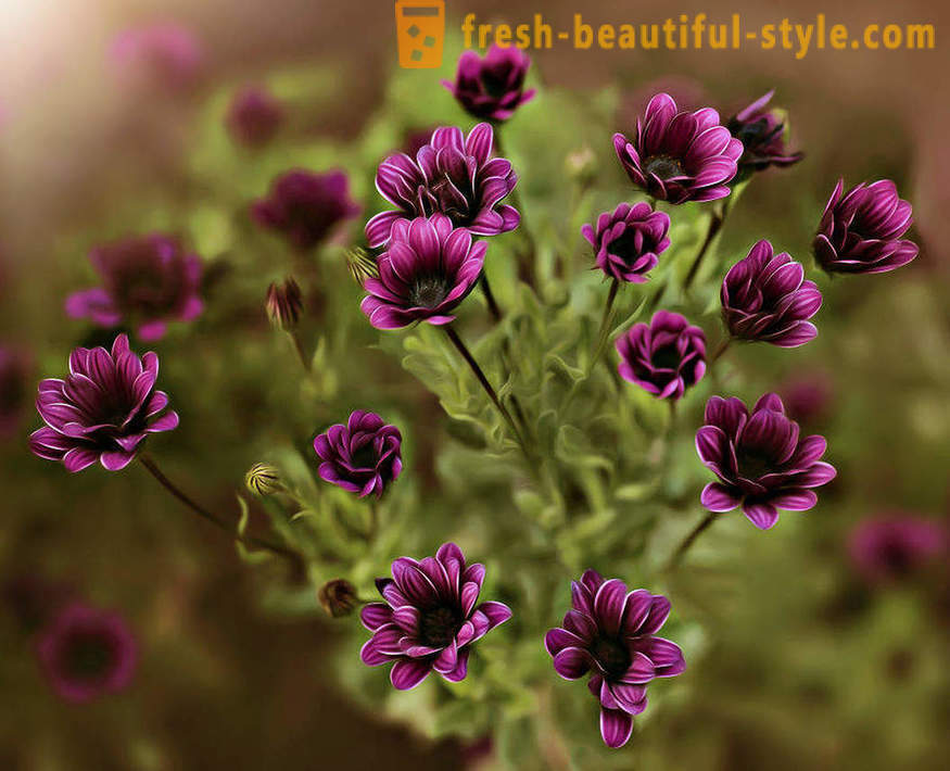 Lepota cvetja v makro fotografiji. Lepe slike cvetja.