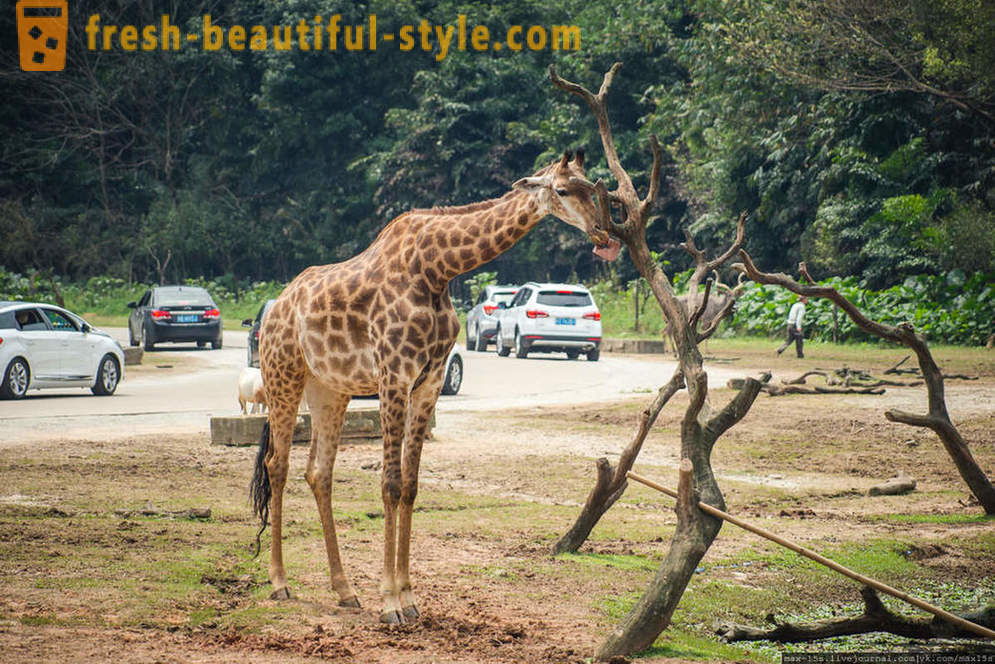 Kitajska, Guangzhou: Chimelong Safari Park (Part 1)