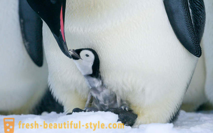 Kot moški Cesarski pingvini skrbi za svoje potomstvo