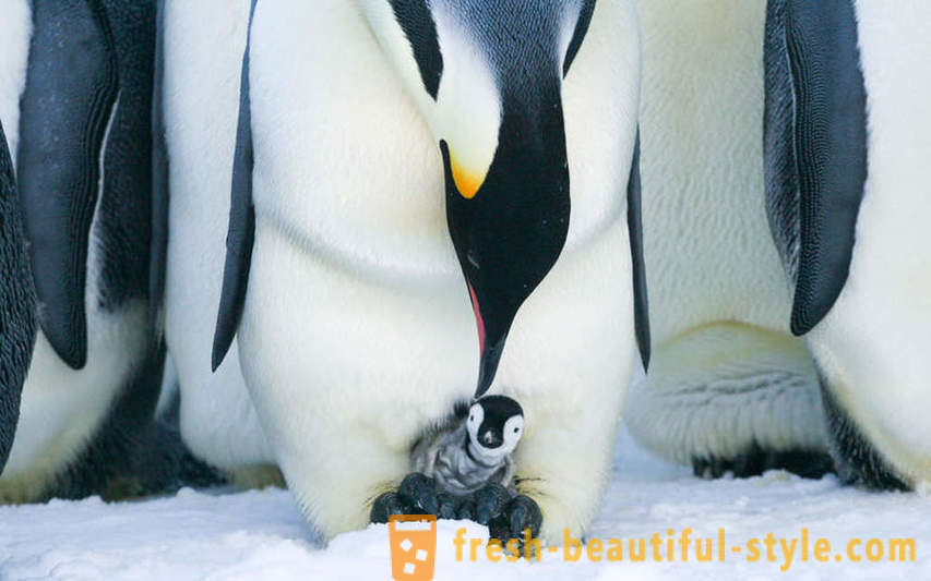 Kot moški Cesarski pingvini skrbi za svoje potomstvo