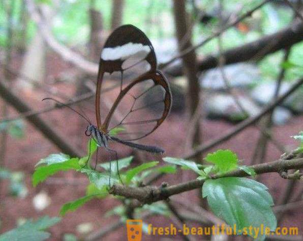 Neverjetno metulj Sesiidae