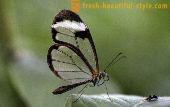 Neverjetno metulj Sesiidae