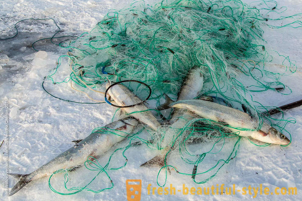 Kako rybinspektory na Bajkalsko