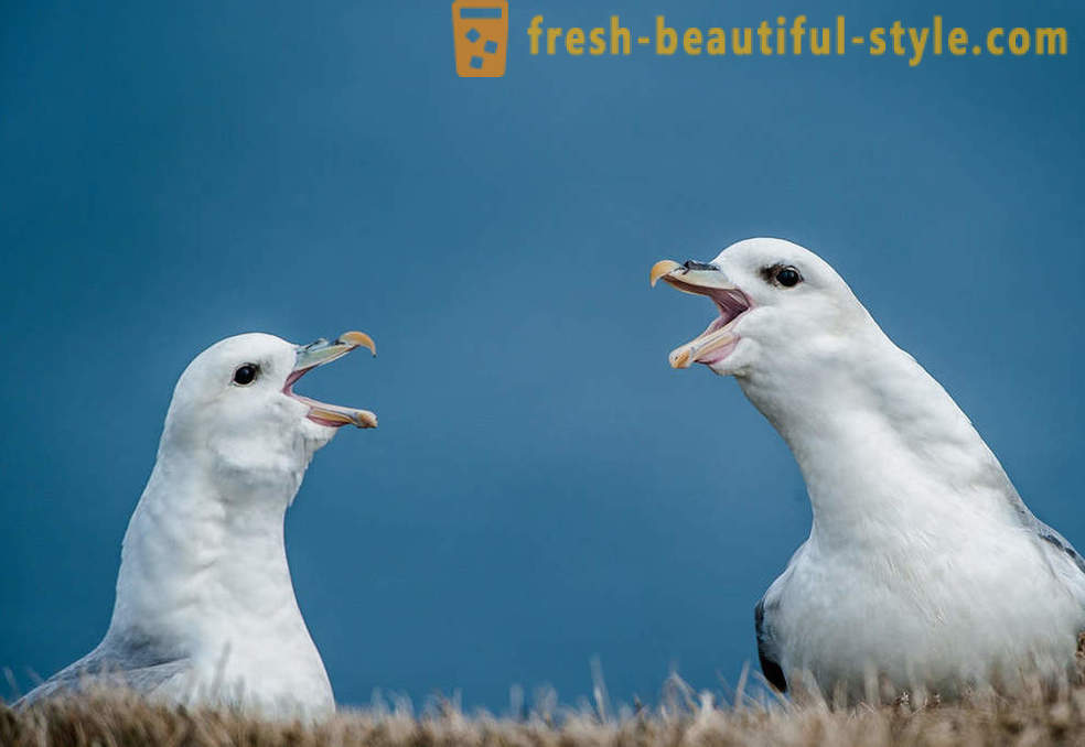 10 ptice z najbolj nenavadnih obrambnih mehanizmov