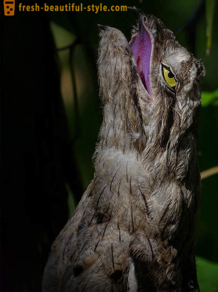 10 ptice z najbolj nenavadnih obrambnih mehanizmov