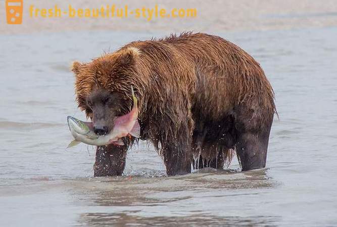 Prvobitna Kamchatka: Land medvedi
