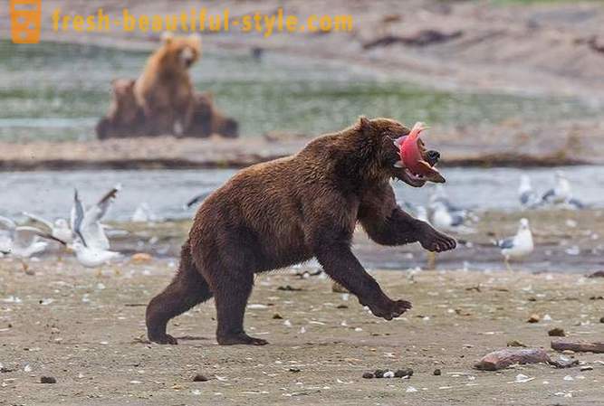 Prvobitna Kamchatka: Land medvedi