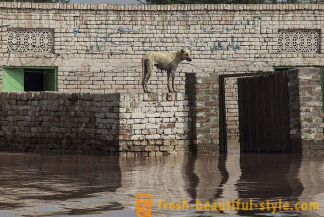 Zgodovinski poplave v Indiji in Pakistanu