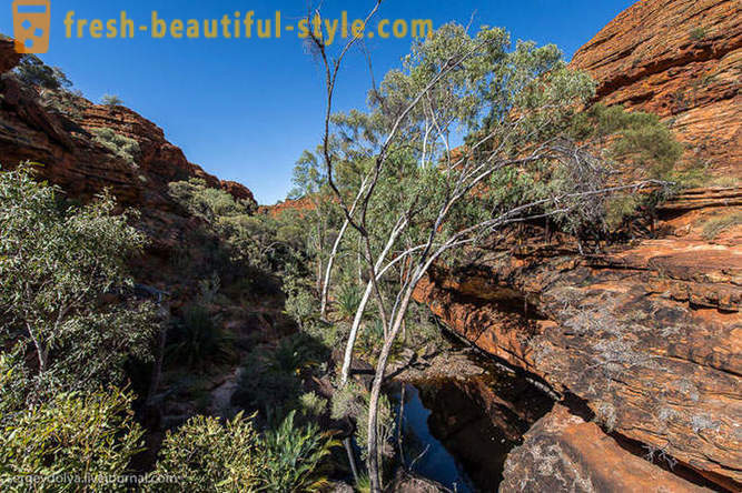 Sprehod skozi kanjon Kings v Avstraliji