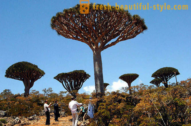 Potovanje na otok Socotra