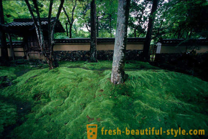 Moss vrt na Japonskem