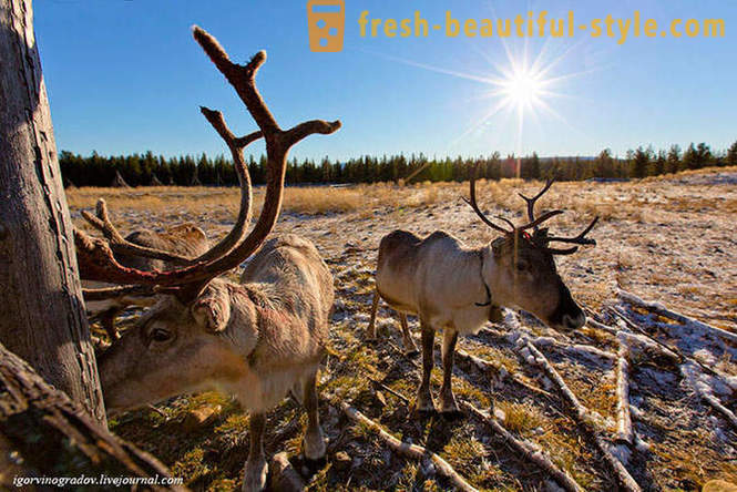 V iskanju Božička v severnih jelenov sibirski haski