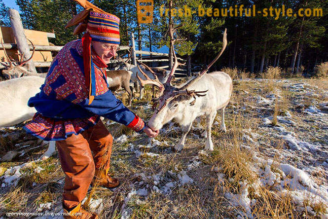 V iskanju Božička v severnih jelenov sibirski haski