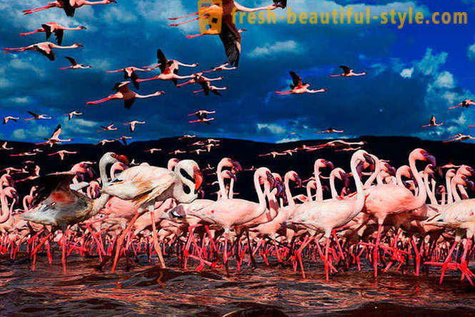 Država roza flamingov