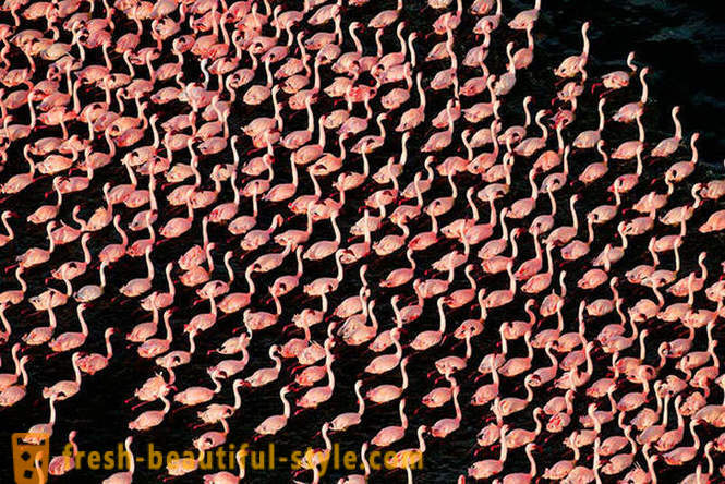 Država roza flamingov