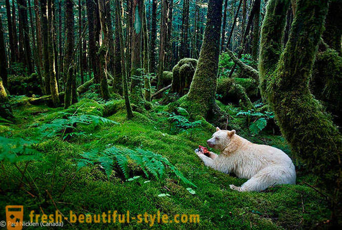 Zmagovalci natečaja fotografije prosto živeče živali 2012
