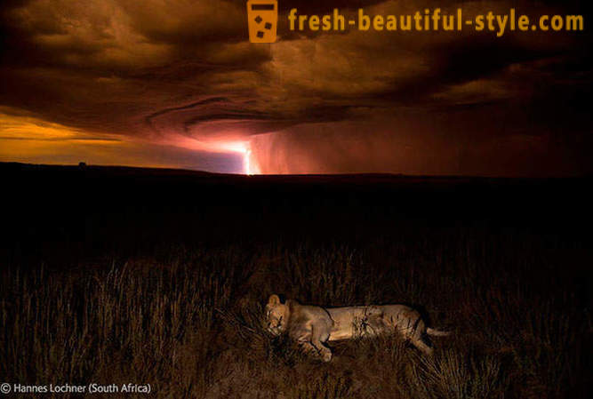 Zmagovalci natečaja fotografije prosto živeče živali 2012