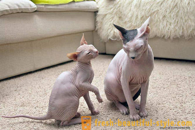 Hairless mačke