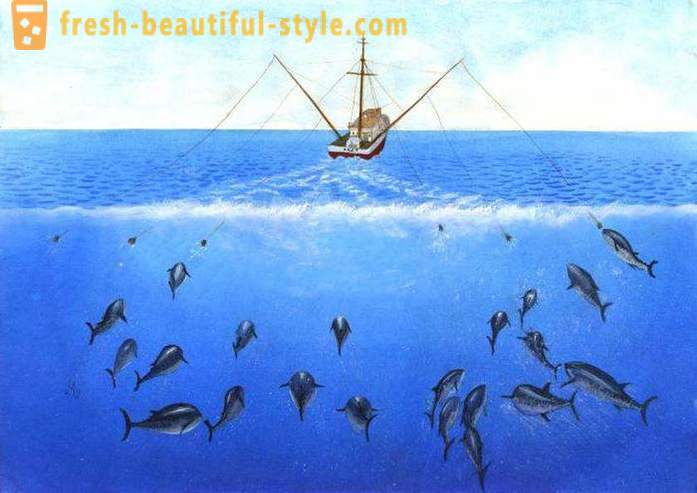 Panulo: ribolov za začetnike. Ribolov panulo čoln