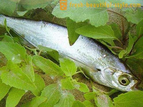 Kadar običajno riba sabrefish? Kako kuhati ribe sabrefish?